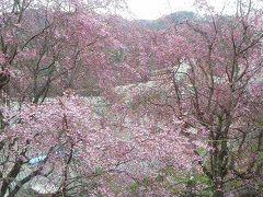 満開の高遠の桜と山梨の桃