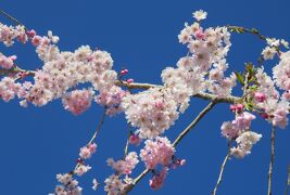 2016春、信州の桜と城(13/28)：4月15日(13)：臥龍公園(3)：龍ヶ池、染井吉野、猿回し