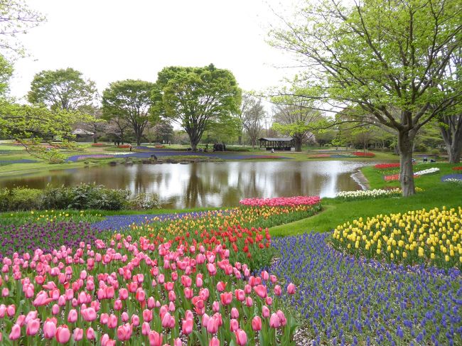 春の「国営昭和記念公園」♪　Vol2　美しいチューリップのオランダ風景♪