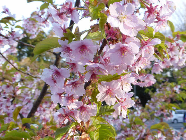 桜の塩竈神社<br /><br />待ちに待った（汗）「仙台のさくら（ソメイヨシノ）の開花宣言」は<br />昨年より2日、平年よりも10日早い開花でした(仙台管区気象台発表）<br /><br />実は明日から又、嵐の様な天気に成るようなのです。折角咲き始めた桜の花が風雨にさらされ落ちてしまうのでは等と思い・・・ならばその前にと午後から「桜の塩竈神社」へと向かいました。