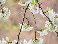 Japan  昭和記念公園　2016　春のエチュード　～ミツバチばあやの冒険～
