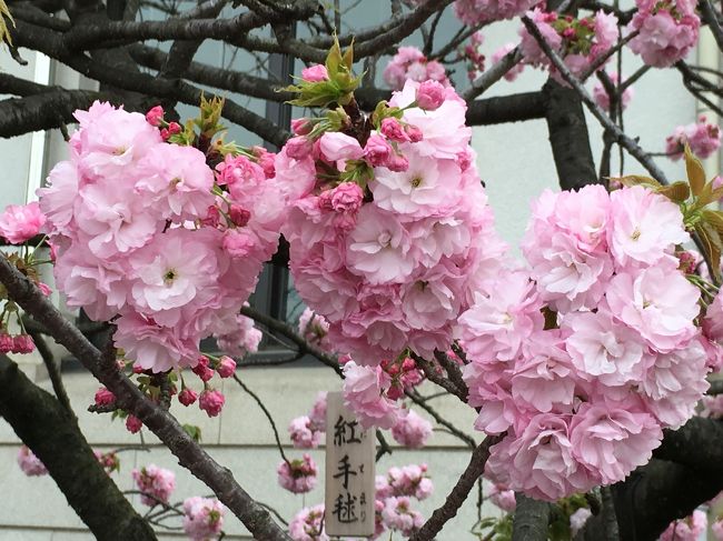 平成28年4月8日（金曜日）から4月14日（木曜日）大阪造幣局の通り抜けを<br />見に行ってきました<br />4/9別用を終え、友人と二人で。<br />八重桜はソメイヨシノと又<br />別の美しさがありますね〜