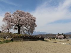 山梨の一本桜・わに塚の桜を見に行ってみました