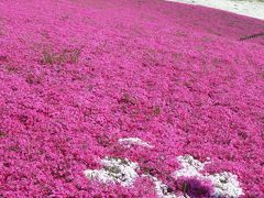 八王子山公園の芝桜・ポピーまつり_2016_（群馬県・太田市）