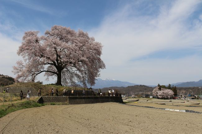 今年になってから一本桜に興味が高まり、近郊の桜で探したところ、<br />山梨・わに塚の一本桜がヒットしました。<br /><br />ちょうど、見頃との情報を得て、周辺の桜の名所と合わせ、行ってみました。<br /><br />訪問先は以下の通り<br /><br />わに塚の桜→山高神代桜→眞原桜並木→清春芸術村→神田大糸桜→長坂牛池→わに塚の桜（ライトアップ）<br />
