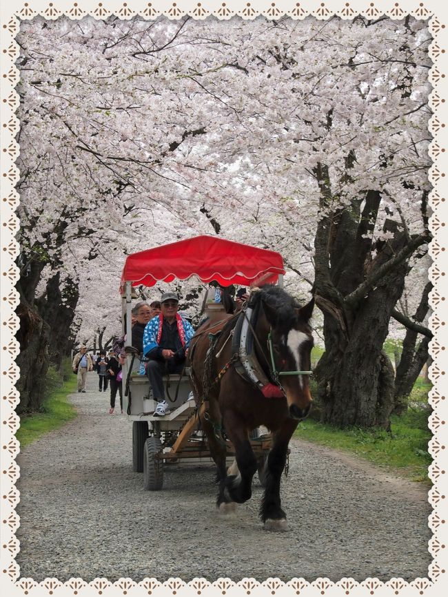 みちのく三大桜名所のひとつ、北上展勝地