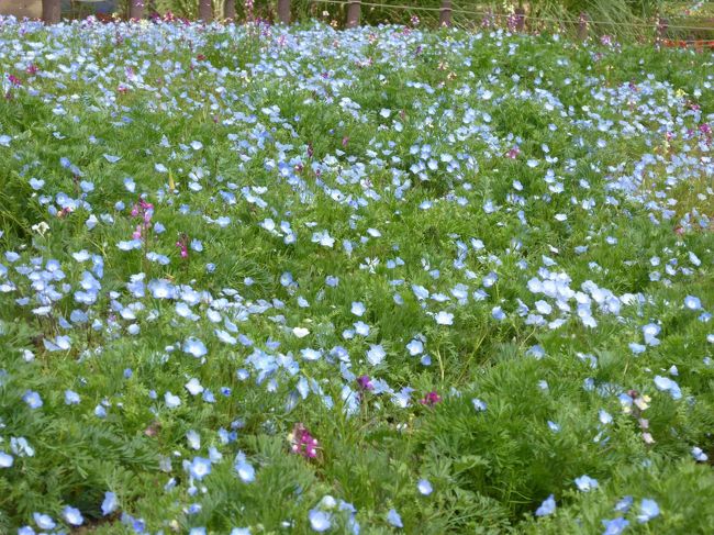 2016年4月12日、<br />立川の「国営昭和記念公園」に行きました♪<br /><br />小川や池の周囲を配した見事なチューリップ風景を楽しんだら、<br />周囲の花を見て歩く。<br />小さな丘には青いネモフィラ畑があり、<br />見頃を迎えている。<br />うっすらと青い風景は美しい。<br />そして原っぱのほうへ歩き、<br />菜の花畑へ。<br />黄色の風景が広がり、背景に咲き残っているピンクの桜。<br />春らしい日本風景。<br />たっぷりと眺めて♪