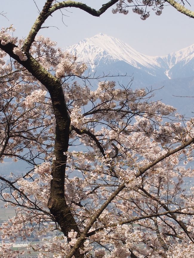 先日の諏訪大社巡りで歩くのが楽しくなり、軽めの山登りをしよう！と決めて１ヶ月。<br />トレッキングシューズも購入し、初登山に選んだのは、初心者向けで桜並木が有名だという光城山。<br />家からも見えるんだけど・・・結構高くない？？と怖気づきつつ決行。<br />もたもたしてたら9時くらいになってしまい、時期的に駐車場が満車で道路に数台並んでた。<br />お昼には早かったので、朝登って降りる人がいたおかげか、10分くらいで駐車場に入れました。<br /><br />写真を撮ったり景色を見たり、のんびり登って、降りてきて約2時間半。<br />登山口の桜はもう散ってしまっていたけど、頂上は満開！<br />朝早いほうが北アルプスもっときれいに見れたかな～という感じでしたが、満喫できました♪