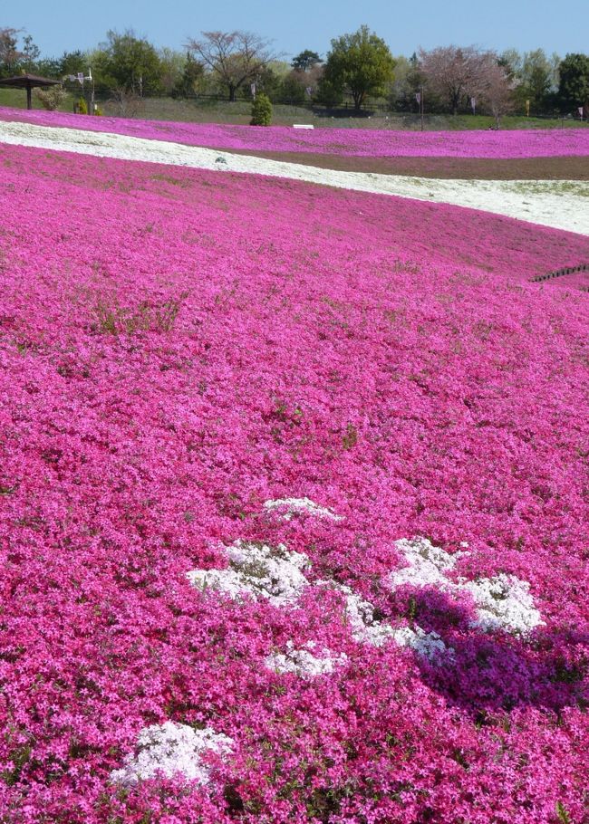 八王子山公園の芝桜・ポピーまつり_2016_（群馬県・太田市）