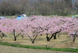 2016春、信州の桜と城(21/28)：4月16日(7)：川中島古戦場(1)：満開の桃、象山像