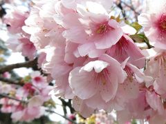 Japan　大寒桜をさがして皇居外周を歩く　～ミツバチばあやの冒険～