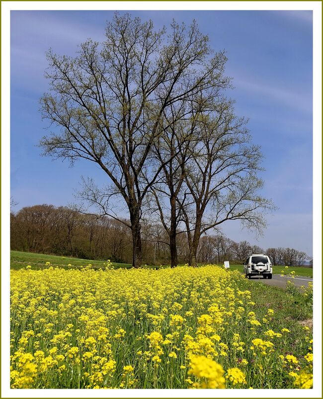 ■春景色～♪美波羅川千本桜・七塚原高原の菜の花畑・三良坂の町並み<br /><br />【　手記　】<br />　介護で忙しい日はあっても基本は時間がたっぷりとある老後のヒマな毎日です。どっかヘ行こう！運動不足解消のためでもあるし心身をリフレッシュするためでもあるし、機会があればどこかヘ出かけて行って、軽いウォーキングを心がけるようにしています。<br />　ぽかぽか陽気の土曜日、今年もファンタジーの広がる県北備北丘陵公園のお花畑「スイセンガーデン」まで出かけてきました。時期的にちょうどチューリップとアネモネも見ごろで見応えがありました！それと入場するまで知らなかったのですが、園内でディスクドッグ競技会なるものが行われていてたいへん癒された一日となりました。<br />　当ブログは備北車旅日記第③弾として、その道中で出会ったのどかな自然が溢れている菜の花畑や美波羅川沿いの桜並木など春満開♪の景色を紹介します。<br />①スイセンの花＆ディスクドッグ競技会 ⇒ http://4travel.jp/travelogue/11123634<br />②チューリップ・アネモネの花が満開♪ ⇒ http://4travel.jp/travelogue/11123641　<br />　の続編です。<br />　<br />▽昔ながらの町並み・三良坂／広島県三次市三良坂町<br />　三次盆地の南東部、三次市と庄原市に挟まれた小さな町、三良坂。町域の大半は緩やかな地形で、三次へ注ぐ馬洗川沿いに中心市街が形成され、またここが町域内唯一の市街地でもあります。<br />　旧石見銀山街道を踏襲する国道184号線が馬洗川の左岸を大きくバイパスして建設された為に旧市街は大正～昭和初期の姿で残される事になったのです。<br />　古くは太田荘と尾道を結ぶ街道が通り市場町が形成されたのが始まりで、当時の町場は現在の中心市街の東側にある沖江地区にありました。<br />　しかし、江戸時代に石見銀山街道が整備されたのを期に現在の場所へ移転され宿場町として整備されました。沖江地区には今も古市の名が残されています。 <br />　三次と庄原という２つの経済圏に挟まれた宿場町三良坂は町家147、酒造家は4軒を数えたという記録が残されています。<br />　現在三良坂の町並みは断続的ながらも旧家や商家の伝統的な家並みが残されており、旧街道の西側には昭和初期のノスタルジックな趣を見せる町並みが連なっています。<br />　三次や庄原に隣接していたおかげで、産業の誘致には早くから成功していたようですが、逆に人口の流出は避けられず、唯一の中心市街にして商店街でもある三良坂の市街地は極めて閑散としています。<br />　それを補う為に必至で商店街に流される有線放送のポップスが、より一層深刻な様子を外から訪れた者に知らしめている気がします。<br />　近年まで唯一残された酒蔵である「金天鈴酒造」も廃業。酒蔵跡地は駐車場となり、重厚な佇まいの商家建築だけが化粧直しされ、往時を偲ばせる町並みの中心的な建物として保存されています。<br /><br />▽七塚原高原菜の花畑／広島県庄原市七塚町<br />　この時期、ポプラ並木で有名な七塚原高原では菜の花畑が一面に広がりのどかな自然が溢れています。近くを訪れるだけでも春を楽しめるロケーションが広がっています。<br /><br />▽美波羅川の千本桜／広島県三次市三和町敷名<br />　三和町を流れる美波羅川沿いに、約９ｋｍにわたって続く、三和町敷名の桜並木。その本数の多さから「千本桜」とも呼ばれてます。<br />　２５年ほど前に、地域の人々の手によって植えられた桜並木は「広島県景観づくり大賞」を受賞した桜の名所で年月を経るほどにその美しさを増してます。