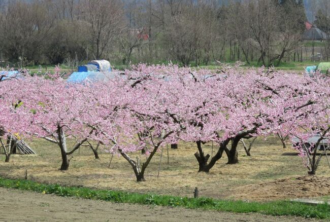 川中島古戦場の桜の紹介です。公園の染井吉野は散っていましたが、河川敷の桃の花が満開でした。