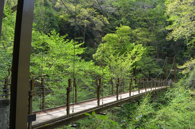 高尾山健康登山（８）　１号路ー高尾山ー４号路－琵琶滝ー高尾山温泉