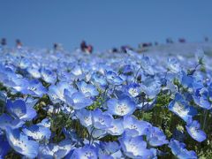 春の国営ひたちなか海浜公園～快晴の青空の下、雪化粧のようなネモフィラ・ブルーの絶景を楽しみました～（調整中）