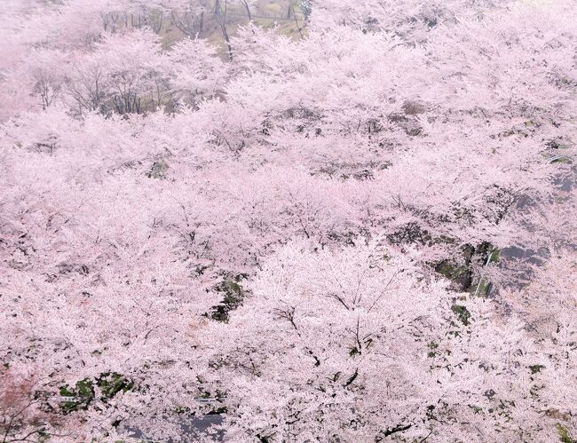 東京の<br /><br />♪春は静かに通り過ぎていく♪ (ロックキャンディーズ)<br /><br />春、北上中！<br />福島の春の訪れを求めての旅。桜編です。<br /><br />今年の　桜　は 一本桜ではありません。<br />これぞ　さくら　と 云うぐらいの桜を楽しんできました。<br />Ｏｏ｡(*^▽^*)｡ｏＯ<br /><br />写真は 二本松 霞ケ城 　さくら　の　海。<br />表紙の次の写真２枚は、１０年前と現在、ほぼ同じ場所から撮影したものです。