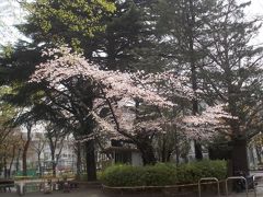 さくらを見るなら、「今」　でしょ・・・・・