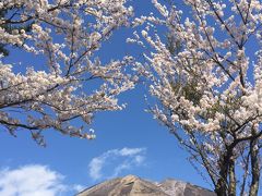 2016年4月11日（月）　国立公園大山・桝水高原の桜