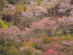 ラヴィアンさくら桜三昧の幸せ　花見山