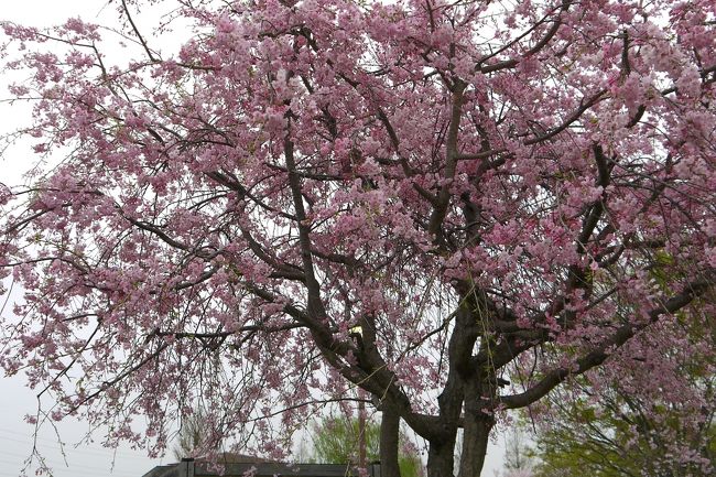 すっかり見ごろを過ぎた桜<br /><br />関東では散り始めていましたよ。<br /><br />それでも、まだ綺麗に咲いていた所もあってお花見は楽しめました。