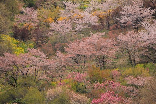 今年の桜前線も猛スピードで日本列島を駆け抜けた。<br />今年は三春の滝桜サマにお会いしたくて、２月からプランを練った。<br />いろいろ調べていると、福島の花見山、二本松の桜たち、阿武隈高地の桜立ちと、三春の滝桜にたどり着く前にご挨拶したくなるような桜さんたちがひしめき合っているではないですか！！<br />会津若松の鶴ヶ城の桜も見逃せないし、喜多方の枝垂桜並木も凄いらしい。<br />もう、大変なことになった。<br />では、効率よく回ろうではないかと、プランを立てた。<br />まず、せっかく北海道新幹線が開通するので、それを利用して東北へ行こうと考えた。<br />しかし、札幌から北斗函館までは特急北斗で行くしかない。ここで４時間はかかる。時間がもったいないなぁ。<br />仙台空港に飛んだ方が効率が良いことに気づき、往復は飛行機にする。<br />第一目的地の福島には東北新幹線で行く。（北海道新幹線では停車しない。）<br />あとは在来線を利用する。<br />問題はいつ？？<br />今年も早そうらしいが、２月の時点では全く状況がつかめない。<br />それから悩みの日々が続く。<br />３月に入ってから、気象予報を参考にして、<br />４月１５から１９までの４泊５日に決定して、宿も押さえた。<br />ところが、開花が昨年よりも早まったので、２日前倒しすることにした。キャンセル料も発生したが背に腹は代えられぬ。<br />行ったら、終わっていたなんて、シャレにならない。<br />この判断は、大正解だった。<br />こうして夫と２人の観桜旅行の始まり始まり。<br /><br />福島市　花見山<br />