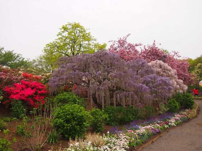 藤の花が開花して、うすべに藤が見頃を迎えたというので<br />天気が悪かったけど、この時期は空いてると思うから？<br />用事ついでに行ってみました。<br /><br />この日の値段は１２００円だったので大藤棚はまだまだだろうなと<br />園内を回ってみました<br /><br />予想通り大藤はまだ咲き初めでしたが、うすべに藤、むらさき藤<br />八重桜、つつじが咲いてたので楽しめました。