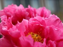 知立慈眼寺花の寺　あでやか牡丹の花に魅了され♪