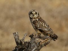 野鳥観察vol.5 東京でも大阪でもフクロウを観察する！（1歳2ヶ月子連れ)