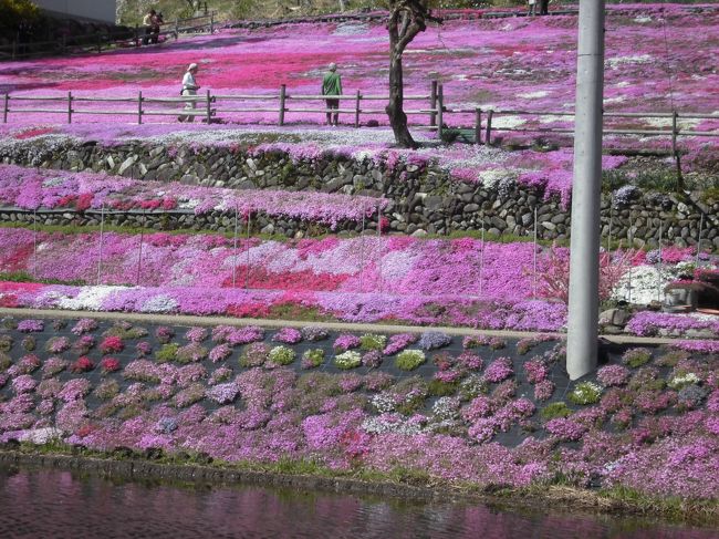 芝桜見に行ってきました。ついでに郡上八幡を散策しました。