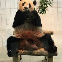 やっとパンダに会えた！！　JALパックパンダのバックヤードツアーに行ってきた！！　その2