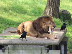 多摩動物公園