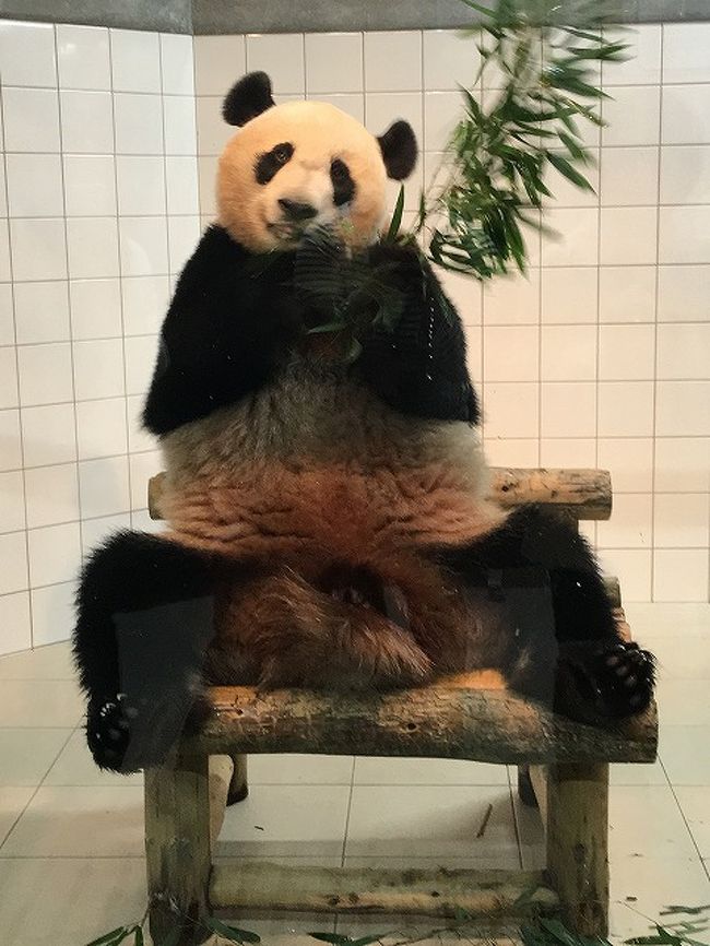 やっとパンダに会えた Jalパックパンダのバックヤードツアーに行ってきた その1 南紀白浜 和歌山県 の旅行記 ブログ By もんちゃんさん フォートラベル