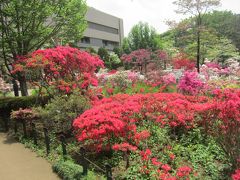 練馬区立平成つつじ公園　今がツツジの見頃です！