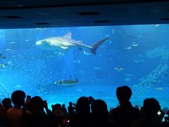 人気の美ら海水族館★〈2〉★沖縄本土満喫4泊5日の旅