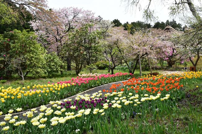 箱根外輪山の山裾に位置する自然豊かな秩父宮記念公園は、両殿下が愛された山野草を始め四季折々の花々を楽しむことができます。<br />今の時期、公園内ではチューリップや八重紅しだれ桜が見頃です。<br /><br />御殿場駅近くの新橋浅間神社はここにもしだれ桜があり、富士山の湧水を飲むことができます。<br /><br />帰りは青いロマンスカーの先頭車座席に乗ります。<br />