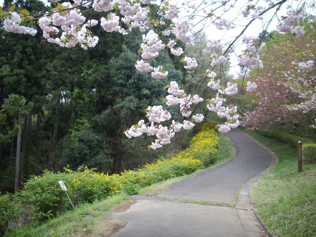 笠間市愛宕山の桜<br />　「日本の桜と世界の桜」の講演で、茨城県笠間市を訪れた。講演後、笠間市の桜の名所の愛宕山を案内していただいた。ここには約20種類2,000本の桜があり、4月上旬から染井吉野、山桜が開花し、4月下旬頃までボタンザクラを楽しむことができるのだそうだ。<br /> 　染井吉野はすでに散っていたが、ボタン桜が見事に咲いていた。ボタン桜の満開を観て、最近、ちょっと凹みがちだった気持ちがパットと明るくなった。<br />　愛宕山には愛宕神社が奉ってある。鳥居から神社に至るまでの両側の染井吉野が荘厳だった。眼に沁みるような葉桜がよかった。 　桜はいい。沈んだ心を慰めてもくれるし、励ましてもくれる。<br /> 　愛宕山には陽光桜もベニオオヤマザクラもあるとインターネットに出ていたが愛宕山は広域でどこにあるのか分からなかった