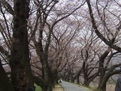 京都南部・背割堤と伏見のお花見（2016/3/30）