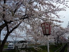 西目桜祭りとハーブワールドへ