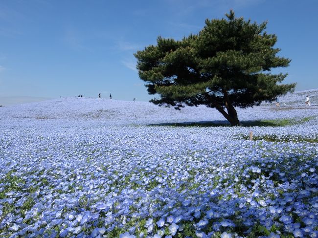 《東京から日帰り》#33　茨城県　ひたち海浜公園と偕楽園で花づくし！+大洗