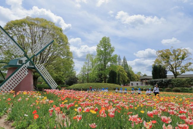 兵庫県加西市にある兵庫県立フラワーセンター。<br />3月19日〜4月30日まで”チューリップ祭り”が行われており、行ってきました。<br />園内中央に、亀ノ倉池が配備されていて、周りには周遊花道が。<br />いたるところにチューリップが咲き乱れており、周遊道を歩きながら楽しめ、癒されます。<br /><br />また、センターから50ｋｍほどで、三田市にある永沢寺の”花のじゅうたん”へ。<br />4月の中旬から5月上旬頃が見ごろといわれている芝桜。<br />少し早かったようですが、赤紫色のかわいい芝桜が一面に敷き詰められ、また、良い香りが楽しめました。