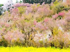 『福島に桃源郷あり！』　～ちょっと出遅れた？それでも花見山に行く～