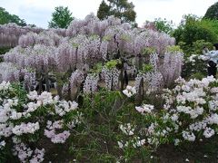 【あしかがフラワーパーク】藤の開花状況が気になる！見頃は入場料金でチェック？