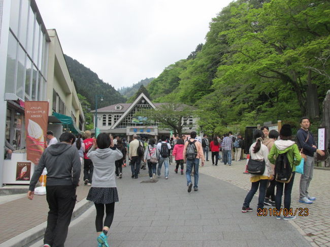 先週は別の用事が入って高尾の山桜を見に行くことが出来なかったが、今日の土曜日、もう既に散ってしまっているかも知れないが、山桜を見に出かける。８時半に自宅を出た時は曇り空。天気予報では午後からは晴れて暖かくなる、との予報を期待して電車に乗る。今日は久しぶりの単独行だ。電車の中でスマホをチェック。昨夜から今朝にかけＮＹ市場では円安が更に進み、１１１円後半、１日で２円以上の円安になっている。恐ろしいほど急速な巻き戻しだ。いずれにしても今日の山歩きは後願の憂いなく気分よく歩けそうだ。<br /><br />１０時半高尾駅到着。春の行楽シーズン、改札前は随分な人出で込み合っている。皆待ち合わせで改札前の広場に決めているようだ。高尾山ケーブルカー駅までの通路もラッシュアワー並みの通行人で、ケーブルカー駅前広場も京王線高尾駅前同様にかなりの人出だ。夏の最盛期にはこの倍の混雑具合だから、今日の人出をみてもそれ程は驚かないが、年々高尾の人気が高まっているのを感ずる。<br /><br />山頂には幾つか登山道があって、最近では直登に近い清滝コースを取ることが多いが、今日は久し振りに稲荷山コースを登っていくことにした。高尾の西側稜線沿いの山道で、ゆっくり、景色を楽しみながら登るには最適だ。が、今日はこの山道もかなりの登山者。３−４人から１０人を超えるようなグループが多い。当方のような単独行は少数派。数える程しかいない。人気の山だから何人かで誘い合って登るのがブームになっているようだ。<br /><br />山道に入って直ぐにも目に付くのは、橙色、赤レンガ色をした山ツツジの花で、あちこち満開の花を咲かせている。三つ葉ツツジは綺麗な色をしているが、この山ツツジも大人しく、昔風で、春の新緑に溶け込んで、良い色合いをしている。それから登山道脇にはシャガとか菫、御前橘なども満開だ。当方脚力がまだ十分回復してなく、そうした草花を眺め、写真に撮りながら、ゆっくり上る。若い男女のグループがどんどん追い抜いていく。次から次に引っ切り無しに登ってきて、追い抜いていく。若い人は元気だ。喜々として山登りを楽しんでいる。登山口から４０分、漸く最初の休憩場所、展望台に到着した。<br /><br /><br />　　　　　　　＜　春の山　老いも若きも　赤ちゃんも　＞