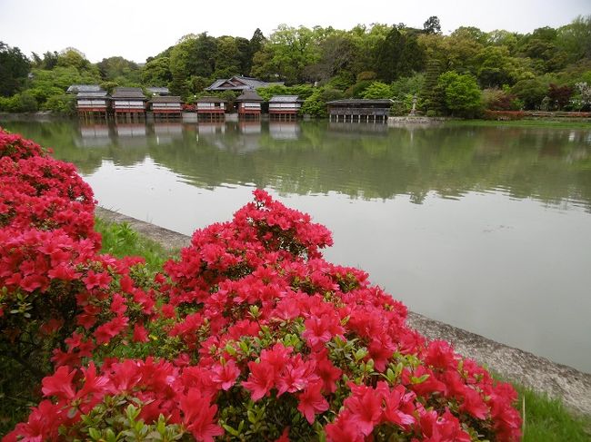 名古屋〜名神で、井筒八ッ橋で買い物（バスツアーは必ず寄ります）<br />信楽陶苑たぬき村（滋賀県）春麗らかな古都（嵐山・大本山　天龍寺）散策、<br />幻想世界に包まれる長岡天満宮　<br />キリシマツツジ（樹齢１３０年前後）と推定　市の天然記念物に指定<br />とバスツアーで友人と行って来ました。<br /><br />桜が終わって、新緑の５月と言うけど、今年は暖かったので山や庭園は濃淡の緑の木々が、本当に美しいです。<br /><br />花も一気に咲いて、季節が一緒にやってきた感じがします。