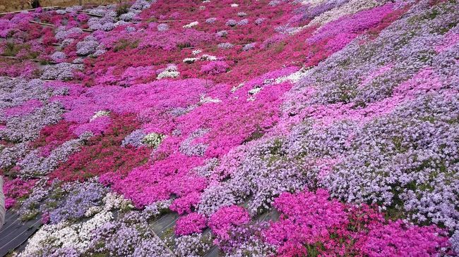 友達3人で、内海大橋をわたり、田島のふくろうの花畑に、行って来ました。<br />目的は、芝桜鑑賞と、500円のランチ!<br />癒しの1日を過ごせました☆