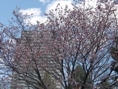 ちょっと春を探しに札幌散歩～中島公園・北海道庁・大通公園へ　2016