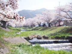 知る人ぞ知る？桜の名所～川桁・観音寺川でお花見です～