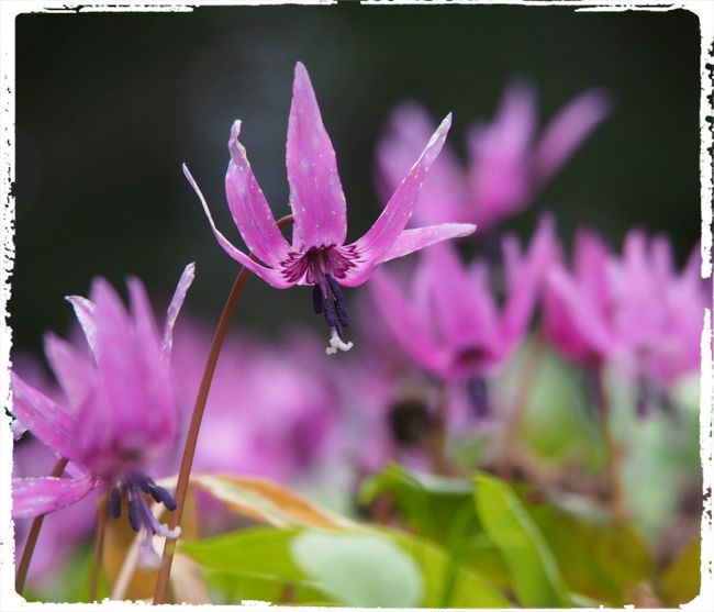 秋と冬の２度、角館を訪れたことがあるが、やっぱり一番人気のしだれ桜の時期にも訪れてみたいね〜と連れ合いと話していた。<br /><br />開花が早ければ、ＧＷの海外旅行前に見ることができるかも・・・と思っていたら、今年もまた桜の開花が早く、見に行けそう！<br /><br />しかし、この時期の角館の宿は、普段よりもかなり高くなる上、開花のタイミングのわからないうちに予約しておかないと空きがないので・・・日帰りで行こう（仙台からなら１時間半ほど）と考えていた。<br /><br />一方、冬に秋田内陸縦貫鉄道に乗った時、八津駅にかなり広いかたくり群生地があることを知り、かたくりの花も見てみたいね〜なんて・・・。<br /><br />かたくりも例年より開花が早く、メインどころでは、１６〜１９日頃ちょうど見頃になってしまった。でもその頃、角館のしだれ桜はまだ咲き始め・・・。かたくりと角館のしだれ桜・・・両方の見頃を一度に欲張って見るのはちょっと無理みたい（笑）。<br /><br />しかも両方訪れようとなると、わが家のダラダラさでは、１泊しないと無理かも・・・ということで・・・直前になって、急きょ、泊りがけのプランにした。<br /><br />角館の桜は、２０〜２１日頃ほぼ満開となったが、最も有名な伝承館前スポットは、日当たりがよいため、ほかのしだれ桜よりも早く満開を迎えていた。<br /><br />連れ合いと一緒に行くなら週末でないとダメなので、平日に一人でかたくりだけ見に行こうかな・・・と思ったけど、新幹線を使うので高くついて・・・もったいないな〜と諦めた。<br /><br />結局、角館のしだれ桜に合わせた・・・この日しか行けない２３〜２４日の週末・・・。かたくりは、遅咲きエリアならばまだ大丈夫かなぁ〜〜・・・角館の桜も、なんとか持ってくれるかな〜・・・という状況で、１泊で出かけることになったのである。<br /><br />かたくり群生の郷<br />http://katakurikan.jimdo.com/かたくり群生の郷/