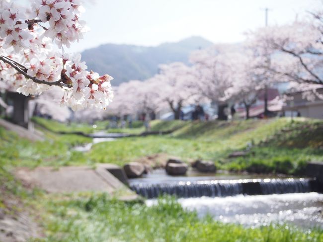 福島県は桜の名所が多いことで知られていますが、今回は磐越西線が通る駅「川桁駅」でお花見＆散歩してきました。<br />川桁駅のすぐそばを流れる観音寺川。流れが穏やかで周りが桜並木となっており、まさに絶景。<br /><br />無人駅で普段はひっそりとした所ですが、桜の季節は多くの人で賑わうようです。<br />かなりオススメの桜スポットです！！