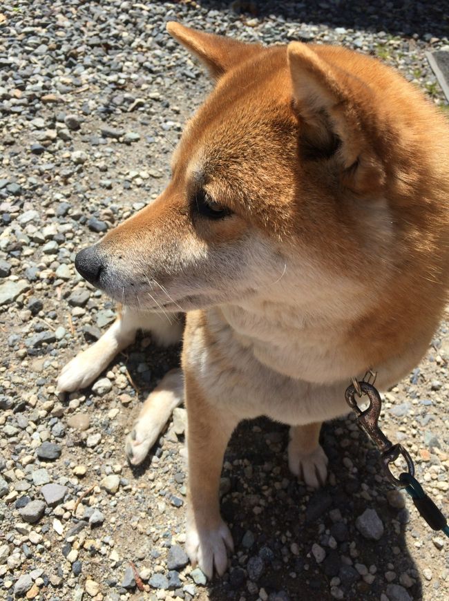 奥鬼怒へ温泉三昧の旅です(^^)<br /><br />自然の中にある秘湯や混浴風呂好きの夫婦がまたまたかに湯へやってきました。